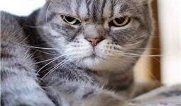 抖音搜索吃瓜猫,揭秘“吃瓜猫”背后的趣味世界