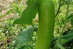 宝宝吃瓠子瓜的做法