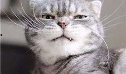 抖音搜索吃瓜猫,揭秘“吃瓜猫”背后的趣味世界