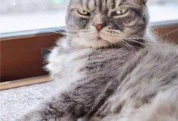 抖音搜索吃瓜猫,揭秘“吃瓜猫”背后的趣味世界