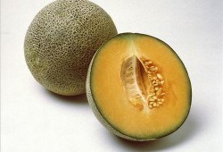 生椰吃瓜教程,夏日消暑新时尚