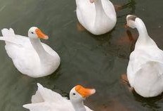 吃瓜鹅完整视频,一场视觉盛宴的幕后故事