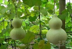 每天吃葫芦瓜能减肥吗吗