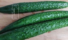 什么瓜放醋吃,揭秘“什么瓜放醋吃”的奇妙搭配