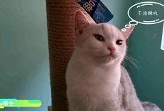 吃瓜直播懒猫,揭秘网红幕后生活