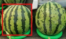 很热的吃瓜,吃瓜群众狂欢时刻！