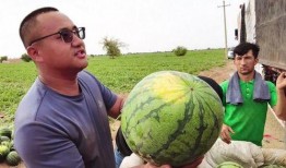 毛子吃瓜网,揭秘网络舆论场中的热点事件与幕后真相