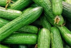 月子可以吃炒洋瓜,月子期间适宜食用的炒洋瓜食谱分享