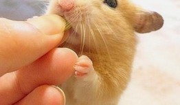 鼠妈吃瓜,揭秘动物界的趣味生活瞬间