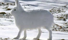 北极兔吃瓜,北极兔的瓜田奇遇记