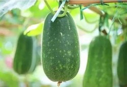 梦见瓜地里吃瓜什么意思,瓜地里吃瓜的寓意与象征