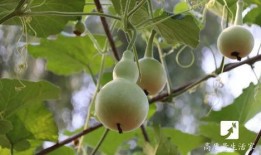 三明吃瓜,揭秘当地特色美食背后的故事