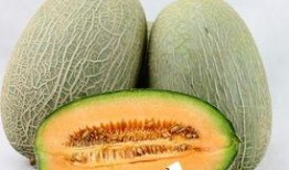 狗狗吃哈密瓜三天后腹泻,三天后宠物健康亮红灯