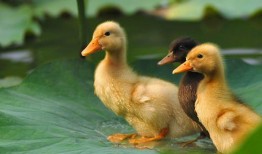 吃瓜鸭有多快,揭秘瓜界“闪电侠”