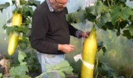 吃瓜吐胆汁,揭秘吃瓜吐胆汁的惊人真相