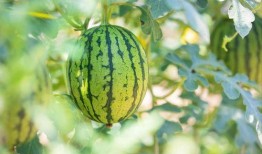 江科最新吃瓜,揭秘校园风云事件背后的真相