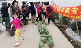 高中吃瓜比赛,吃瓜大赛一触即发