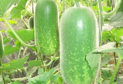 401吃瓜,揭秘娱乐圈最新热点事件