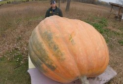 吃瓜吐胆汁,揭秘吃瓜吐胆汁的惊人真相