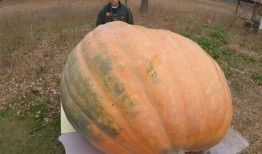 吃瓜吐胆汁,揭秘吃瓜吐胆汁的惊人真相