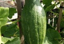 刀小刀吃瓜照片,趣味横生画面引网友热议