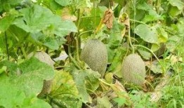 在瓜地吃哈密瓜,瓜地里的哈密瓜盛宴