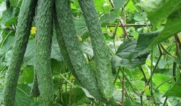 不同地方吃瓜,各地特色吃瓜文化大揭秘