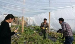 吃瓜群众榆次,揭秘网络热议背后的真相与笑料