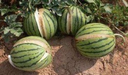 梦见瓜地里吃瓜什么意思,瓜地里吃瓜的寓意与象征