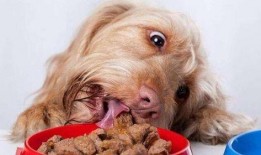 狗吃角瓜行吗,一场意外的美食冒险