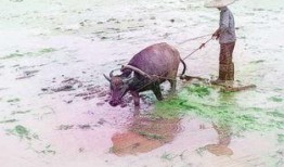 梦见牛吃老瓜,牛吃老瓜的神秘寓意解析