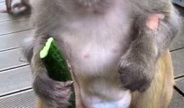 博主吃瓜猴子,揭秘博主吃瓜猴子的幕后故事