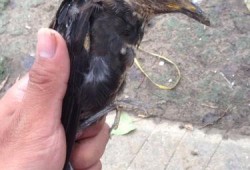 鸟吃生瓜,自然界的奇妙食趣