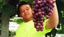 吃瓜和葡萄的孩子,童趣盎然时