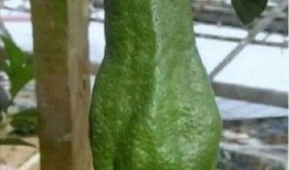 吃瓜图片100张,吃瓜群众的欢乐时光