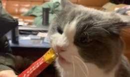 吃瓜赵喵喵喵,揭秘娱乐圈那些不为人知的幕后故事