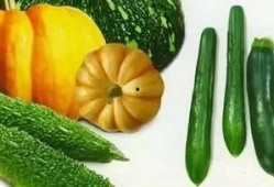 吃瓜对照组,吃瓜对照组的趣味生活