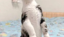 吵架猫在吃瓜,一场宠物界的“娱乐风暴”