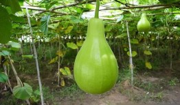 吃的瓜有毒,如何辨别与防范