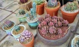 没有牙签怎么吃瓜,无牙签时代如何轻松享用美味瓜果