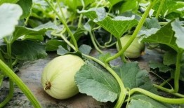 寿光西城吃瓜原视频,一场全民狂欢的夏日盛宴