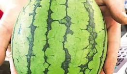 青岛路边吃瓜事件,公共道德与个人自由的边界探讨