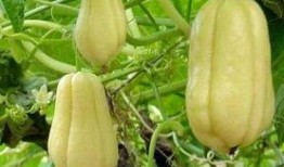 家里常吃的瓜,品味生活甜蜜滋味