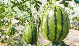 吃瓜情况,揭秘娱乐圈那些不为人知的吃瓜故事