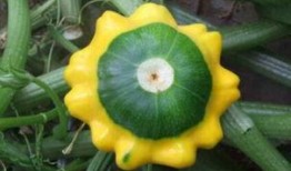 飞碟瓜怎么吃视频,跟随视频轻松学会