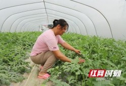 大棚的瓜可以吃吗,大棚瓜果安全食用指南