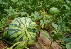 重庆江津吃瓜,探寻重庆江津的甜蜜诱惑