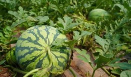 重庆江津吃瓜,探寻重庆江津的甜蜜诱惑