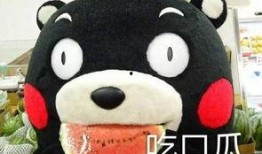 重庆吃瓜胖猫,探寻山城美食与萌宠的和谐共鸣