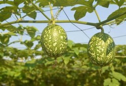 吊瓜猪肝可以吃吗,美味与营养并存，食用指南揭秘